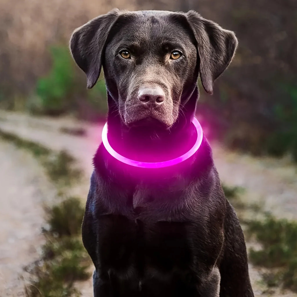 Zelixo LED Fiber Optic Dog Collar — USB Rechargeable Safety Light Collar